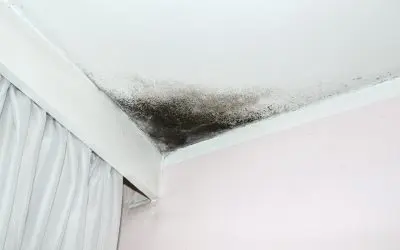 Prevent Mold Growth in Your Home