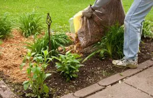 landscaping on a budget