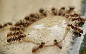 Prevent Pests at Home