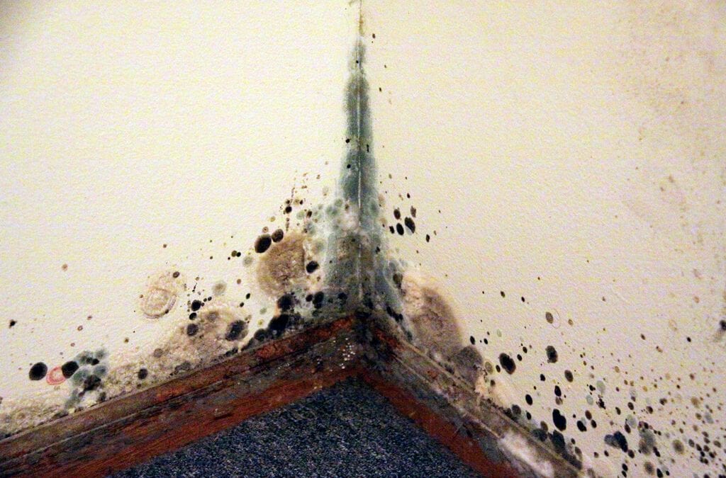 3 Signs of Mold In Your Home