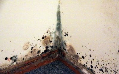 3 Signs of Mold In Your Home