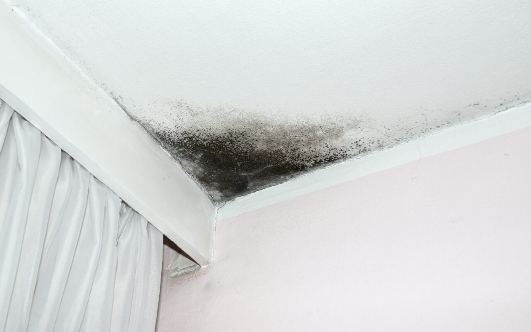 take steps to prevent mold in your home