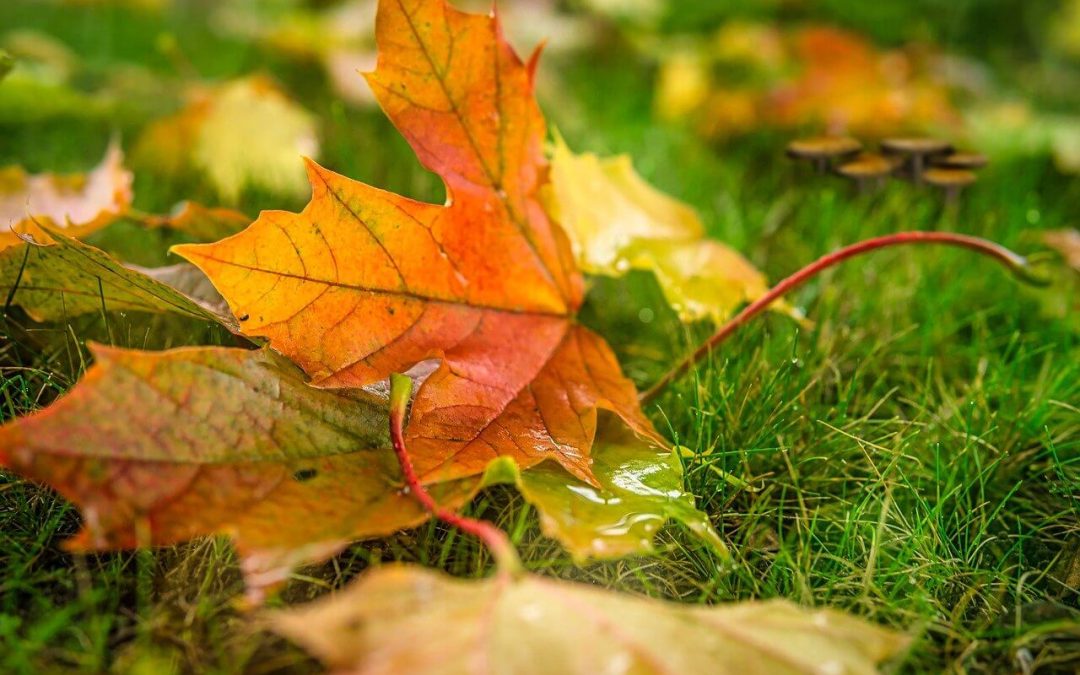 5 Tips to Improve Curb Appeal in Fall