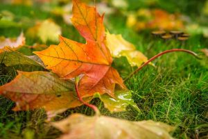 improve curb appeal in fall