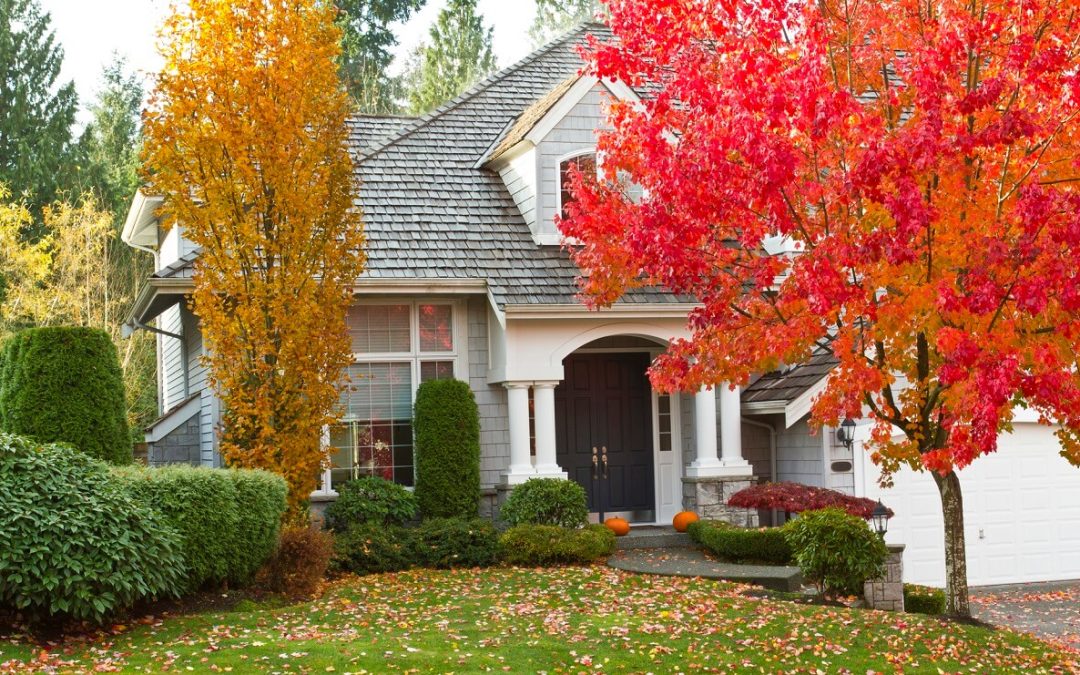 10 Tips for Fall Tree Maintenance