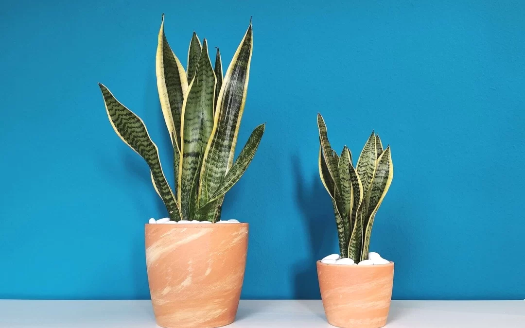 6 Low-Maintenance Houseplants for Homeowners