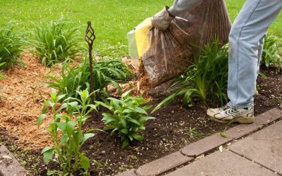 Landscaping on a Budget: 6 Tips and Tricks for Homeowners